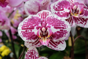 Beautiful pink orchid - Phalaenopsis