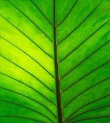 Leaves See the fiber of the leaf