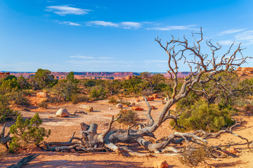 Desert landscape with a dead tree in the foreground.Arches National Park.Utah.USA