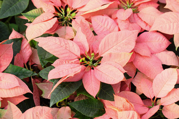 Beautiful red Christmas poinsettia flower