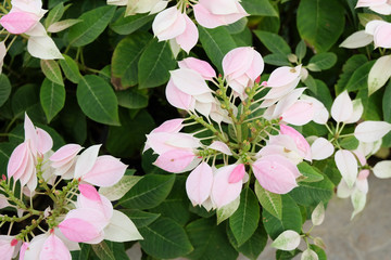 Pink and White Poinsettia flowers (Euphorbia pulcherrima)