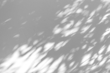 Shadow blur of the leaves on white wall abstract background.