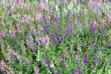 Willowleaf Angelon flowers field,many beautiful purple flowers blooming in the countryside in spring  
