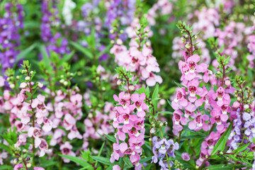 Willowleaf Angelon flowers field,many beautiful purple flowers blooming in the countryside in spring  