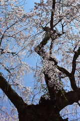 満開の、しだれ桜