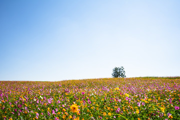 The tree is surrounded by colorful flowers.