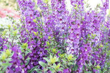 Willowleaf Angelon flowers field,many beautiful purple flowers blooming in the countryside in spring