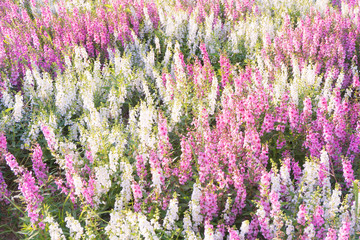 Willowleaf Angelon flowers field,many beautiful purple flowers blooming in the countryside in spring