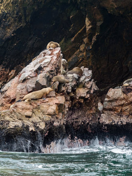 Many South american sea lions rest on top of rocks as the waves crash next to them at Ballestas Islands national reserve Peru