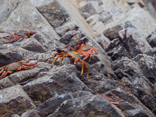 Orange and blue crabs congregate over the rocks at Ballestas Islands national park Peru