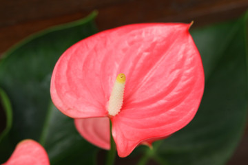 Anthurium flower in botanic garden (anthurium andraeanum, araceae orarum)