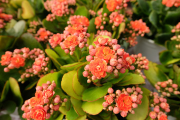 Fototapeta premium Fresh Calandiva flowers
