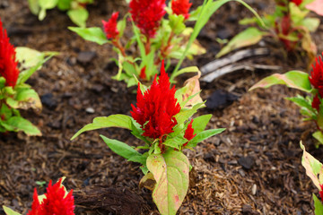 Plumed cockscomb blossom or Celosia argentea