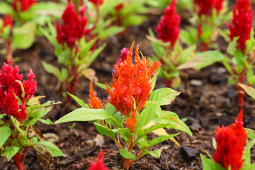 Plumed cockscomb blossom or Celosia argentea