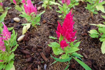 Plumed cockscomb blossom or Celosia argentea