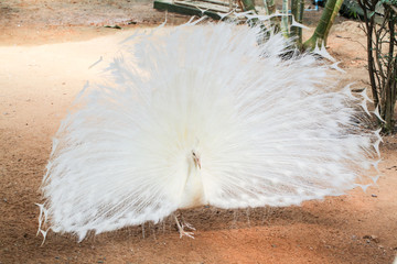 White peacock with beautiful tail