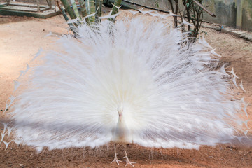 White peacock with beautiful tail