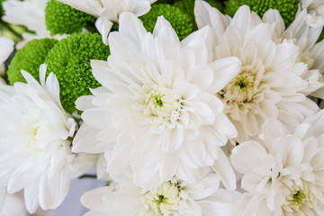 White chrysanthemum flowers