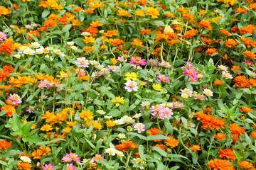 Zinnia elegans flower in the field.