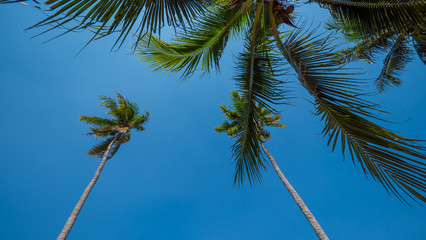 Fototapeta premium palm tree on sky