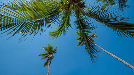 Fototapeta premium palm tree on background of blue sky