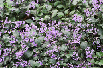 Plectranthus Mona Lavender flowers
