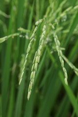 Fototapeta na wymiar Green organic jasmine rice field