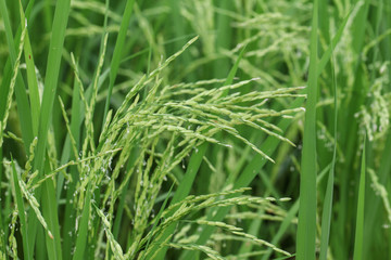 Fototapeta na wymiar Green organic jasmine rice field