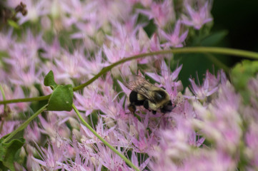 bee on a flower