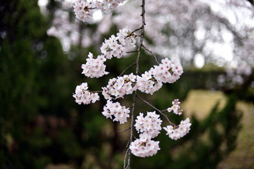 桜