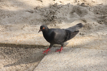 Pigeons walking forage blur image