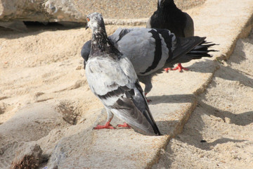 Fototapeta premium Pigeons walking forage