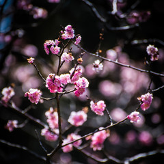 cherry blossom