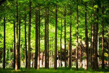 trees in the forest