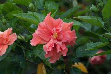 red flower in the garden