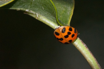 ladybug on a green leaf