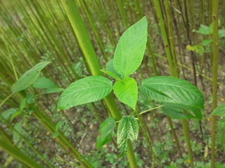 Green jute plant leaves. Jute cultivation in Assam in India
