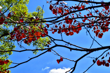 branch of a tree with blue sky