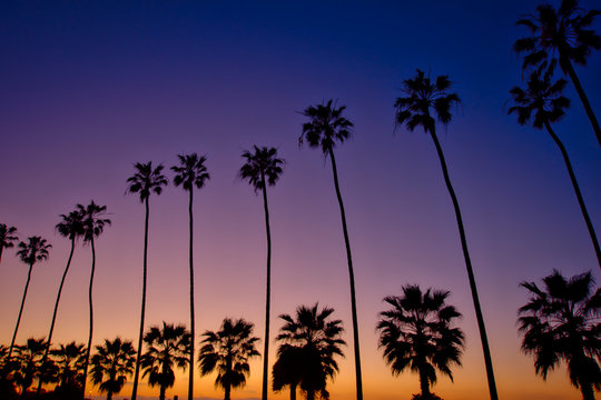 palm trees at sunset in La Jolla California