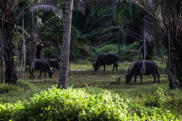 A herd of buffalo eating grass