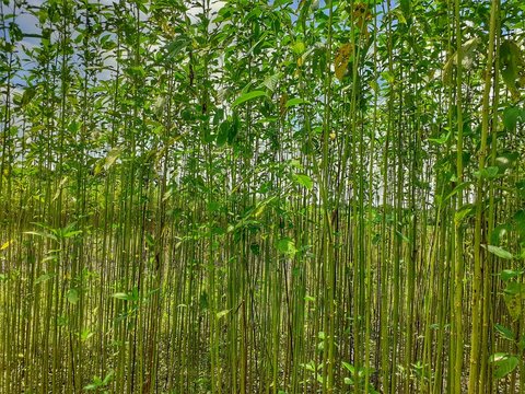 Green Jute Plant In The Field. Jute Cultivation In Assam In India.