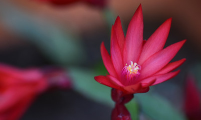 red Flower 