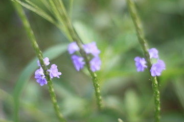 violet flower blur image soft focus