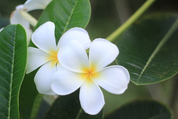 Obraz na płótnie Canvas close up plumeria flower