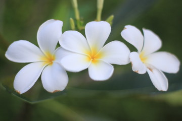 Fototapeta na wymiar close up plumeria flower