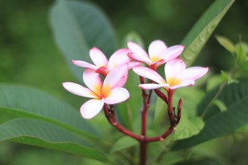 Fototapeta na wymiar macro ping flower image