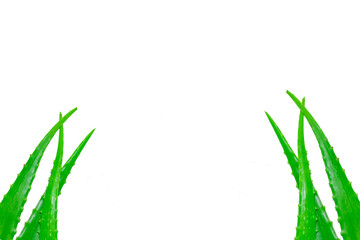 Aloe Vera is a plant that is full of flesh. It is used to treat burns, scalds, fresh wounds, helps in the burning pain.Held in the lithium family.Alo vera on white background,isolated background.