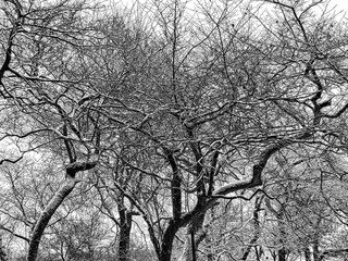 tree in winter