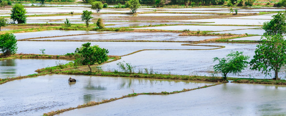 Scenery of flooded rice paddies. Agronomic methods of growing rice  with water in which rice sown in Thailand.