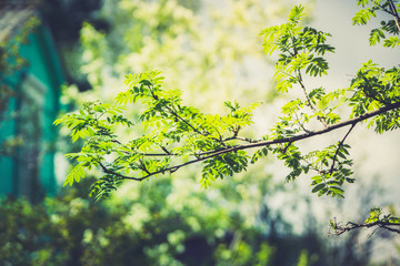 Rowan leaves close-up on the tree branch. Selective focus. Shallow depth of field.